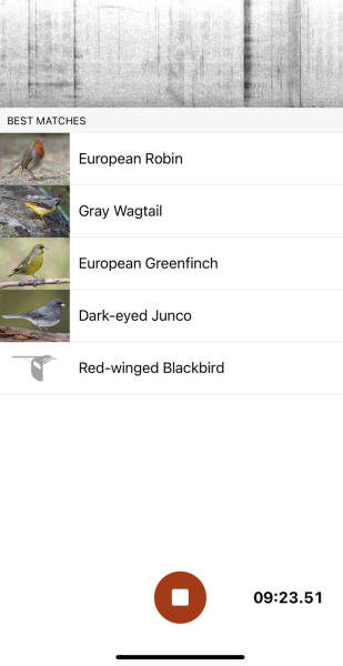 To tell you about the Merlin app - Shazam for birds?