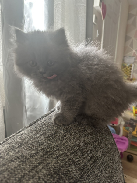 What to name this fluffy monster?