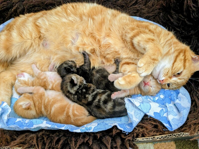 Names for ginger kittens - and more!
