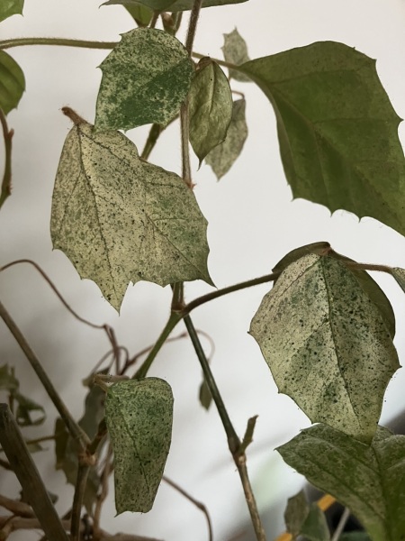 Houseplant question