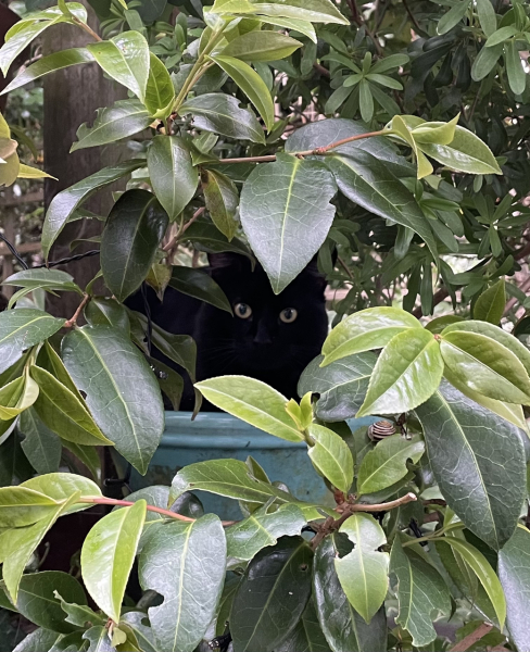 How many black cats...