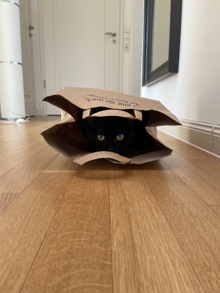 Show me your cats hiding places 