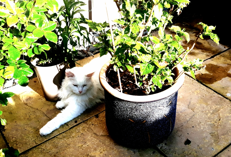 How many black cats...