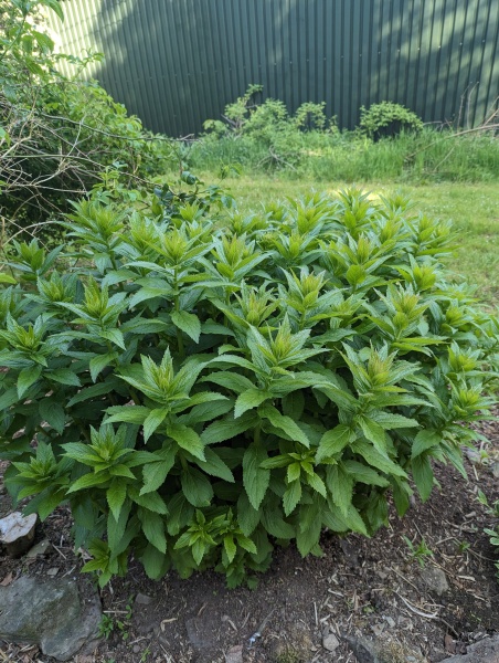 Would anyone like to ID some plants for me? 