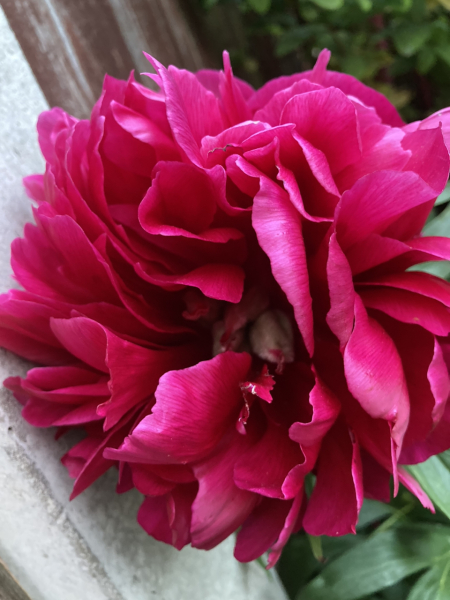 Beautiful Peony