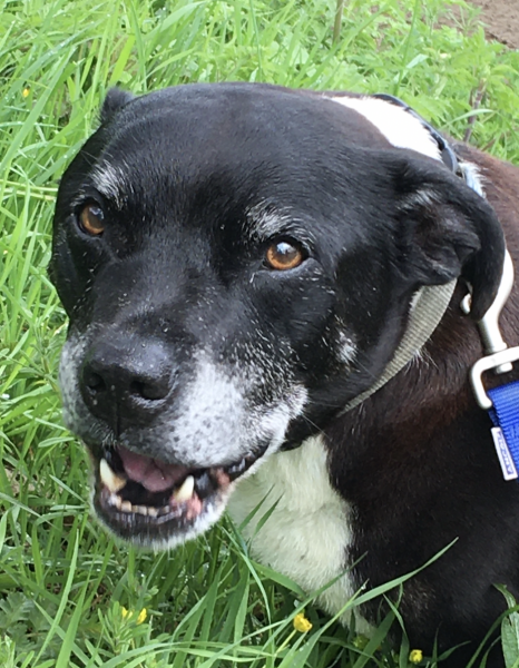 Two dogs shot in London by police