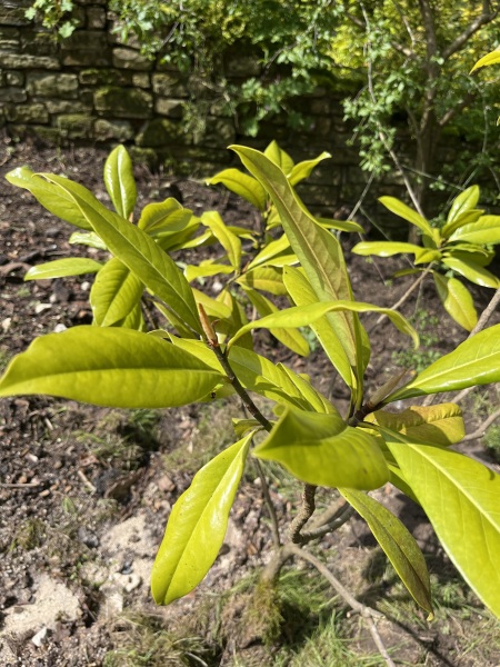 Is this a magnolia?