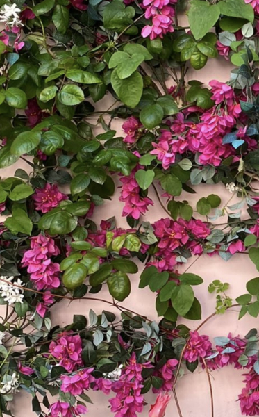Is this a Bourganvillea