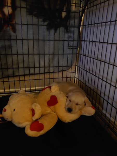 Puppy survival thread part 2