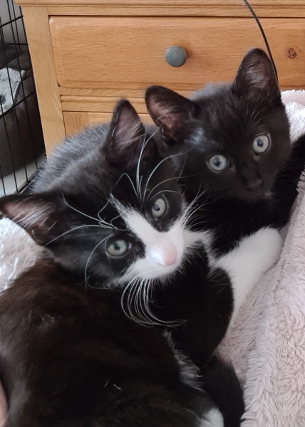 Gratuitous photos of Jemima and Velcro