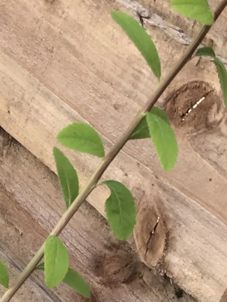 Plant ID help