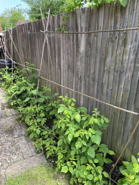 Advice for autumn raspberries support/containment