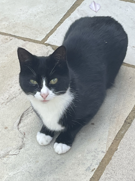 Let's have a happy thread. Show me your kitties.