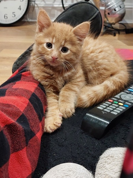 Let's have a happy thread. Show me your kitties.
