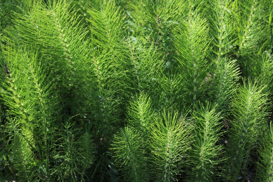 Do I want these in my garden?