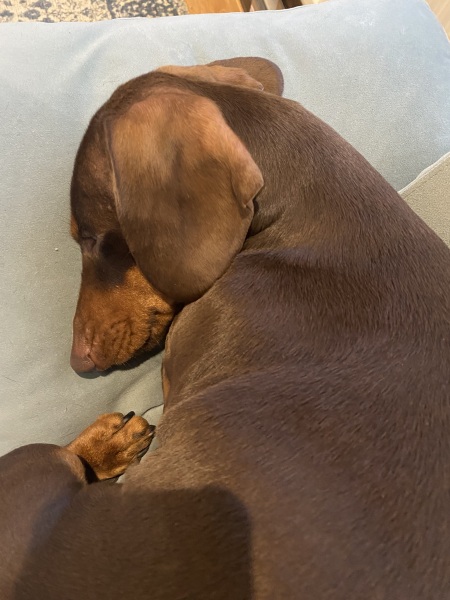 Curtains help - pic of dog included!