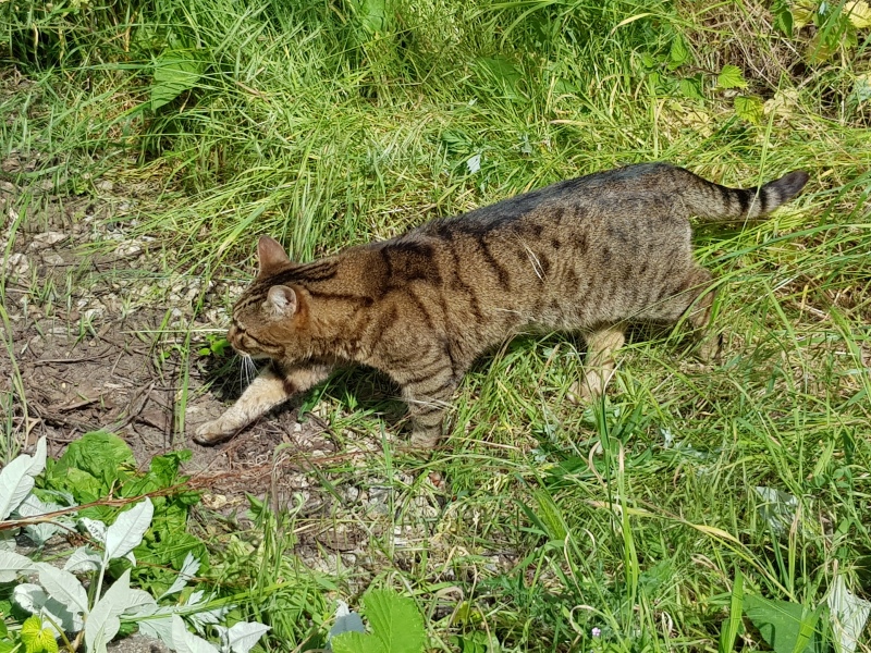 Thug cat part 5 - For he will not do destruction, if he is well-fed, neither will he spit without provocation.