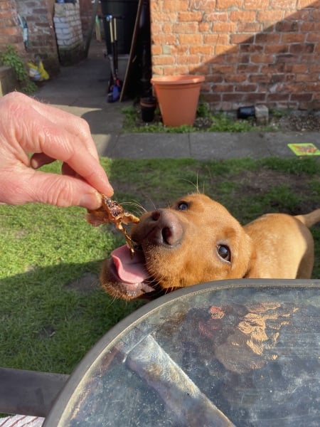 Countdown to Christmas 2023: get past the post-Christmas slump by thinking about the next one! (Thread 1.)