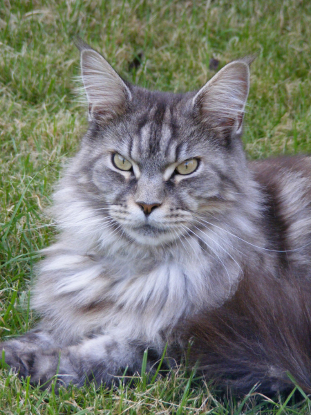 Is my Maine Coon fat?