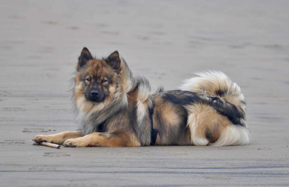 Recommend a dog collar please!