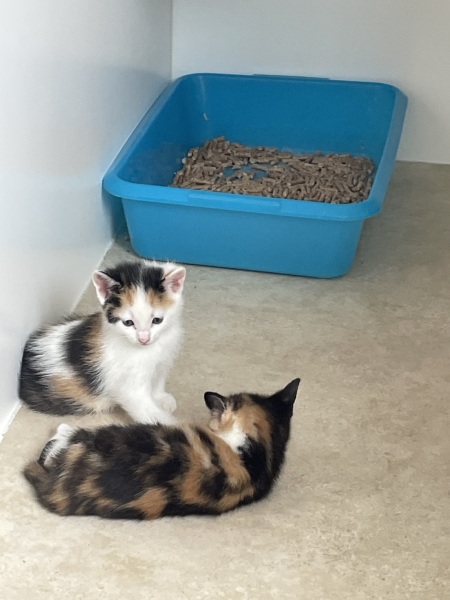 It’s a kitten names one…