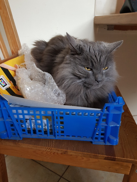 Cats used to be worshiped as Gods...