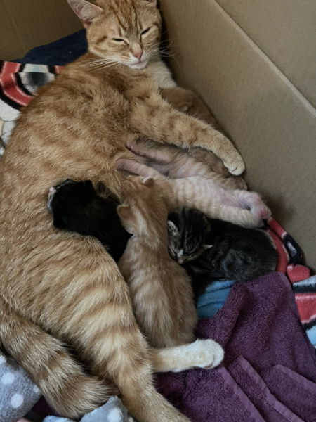 Advice please! Cat close to birth?
