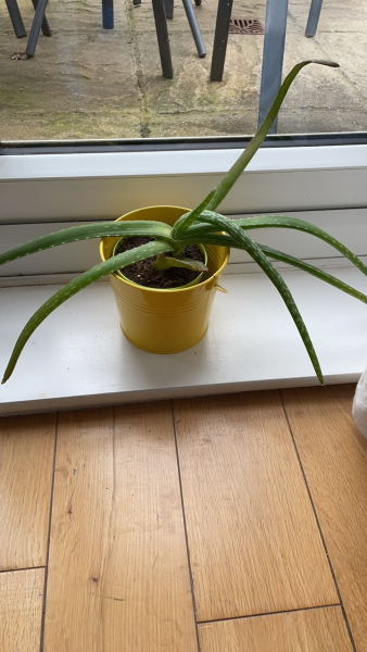 What's wrong with my Aloe Vera