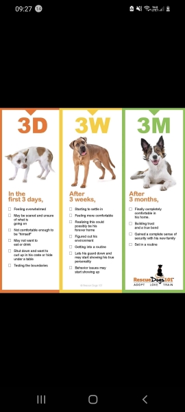 Need advice on socializing an older puppy