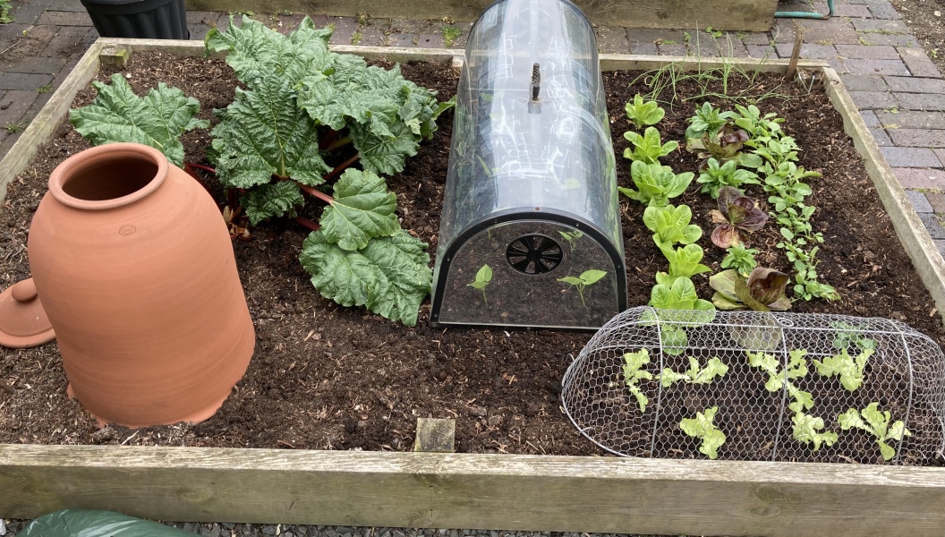 What have you done in the garden today?
