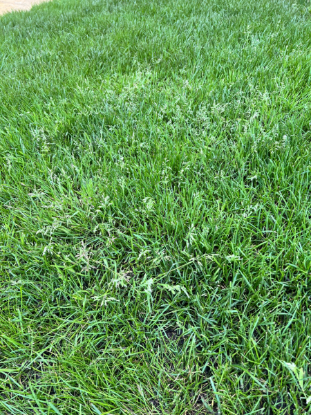 What's on my grass?