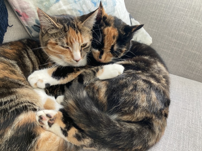 Tips for using a cattery for the first time