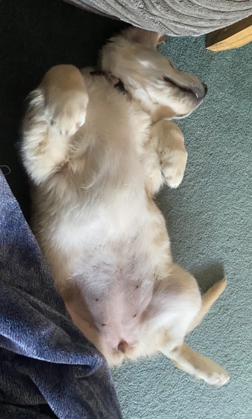 Puppy support group
