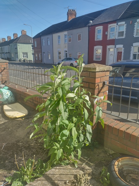 Advice regarding my buddleia