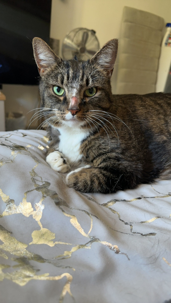 Missing Cat