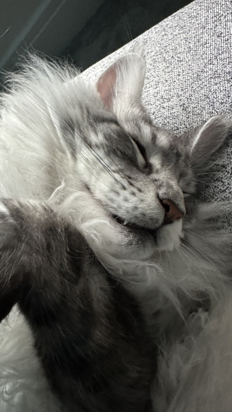 What are rag doll cats like? 