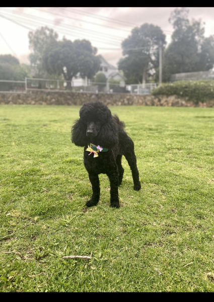 Where are all the poodles?
