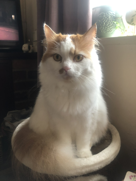 Let's have a happy thread. Show me your kitties.