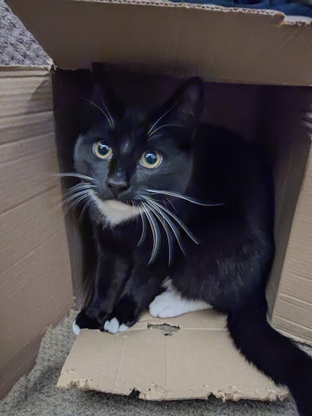 How many black cats...