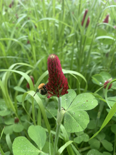 Happy Bee 🐝 day! Share your bee pictures 