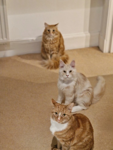 Is my Maine Coon fat?
