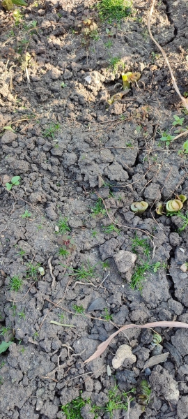 What does my soil need?