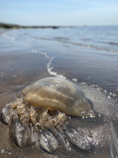 Is living beside the beach every thing you hoped it would be?
