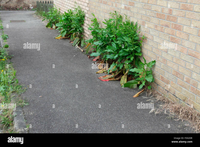 Who is responsible for removing weeds outside your property (against your wall)