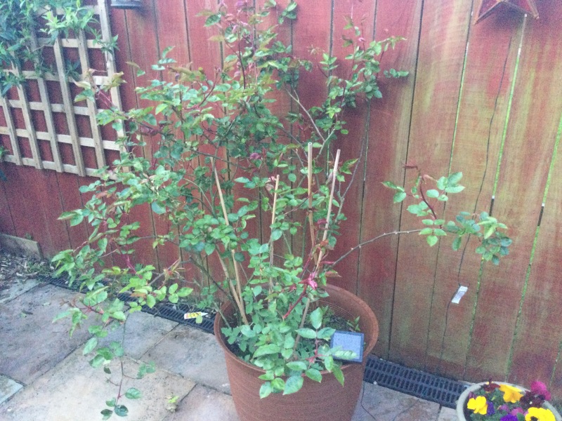 My roses?
