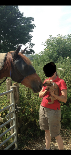 Are horses just giant puppies then? 