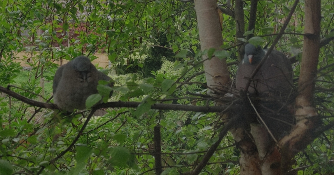 I have a pigeon nesting just outside my sitting room window and she is so cute