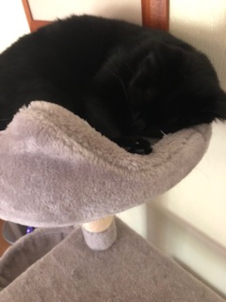 Cats used to be worshiped as Gods...