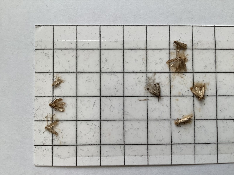 To think moths are cheeky wee bastards that need to die?!