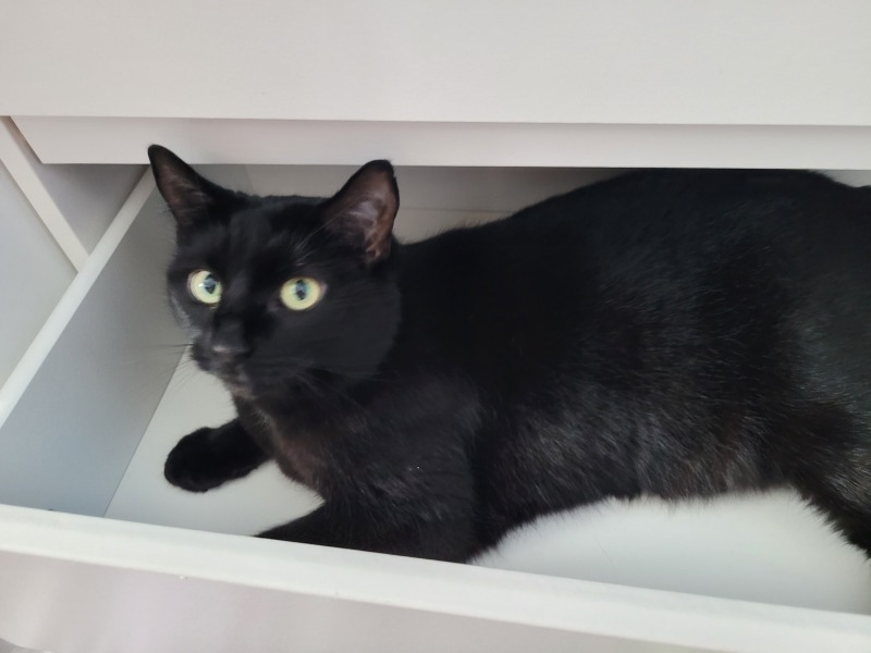 Let's have a happy thread. Show me your kitties.